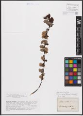 Foto von Salix aurita L.